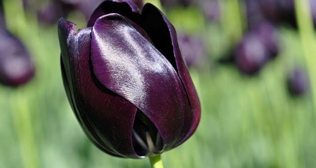 black-tulip